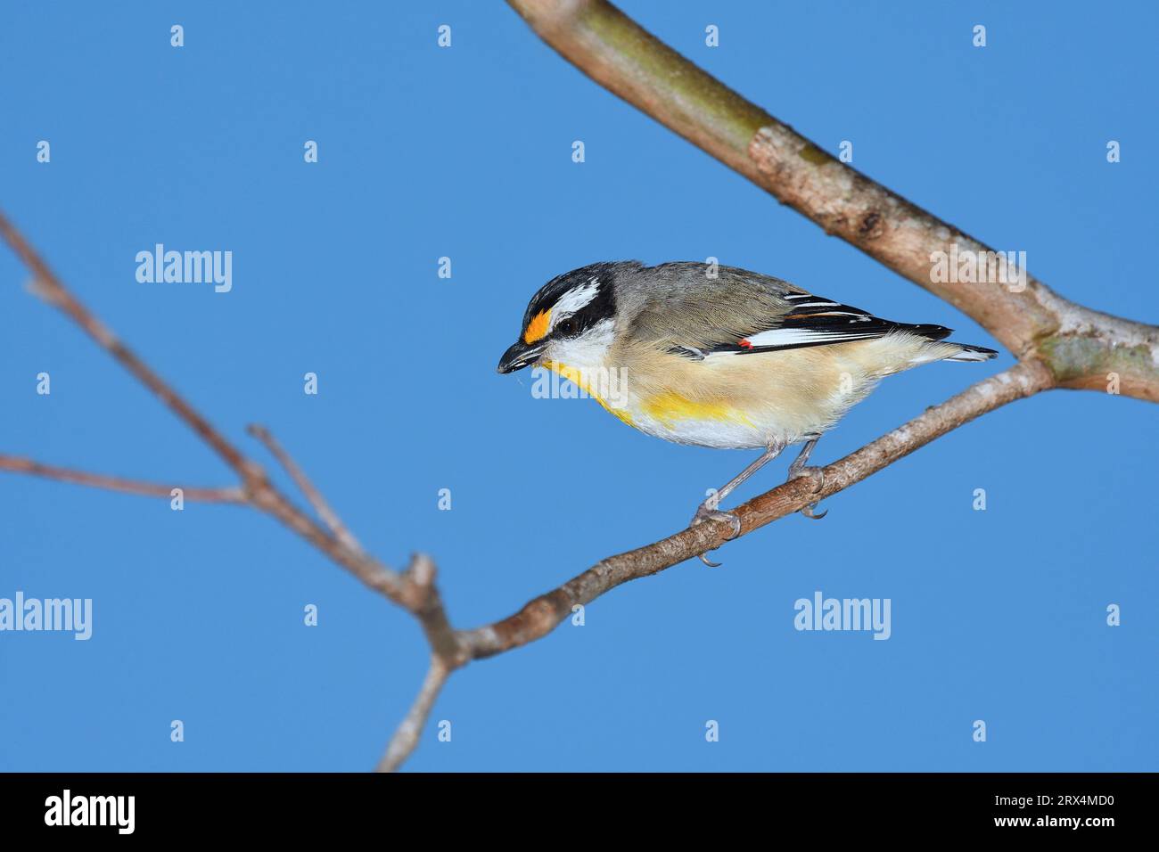 An Australian adult male Striated Pardalote -Pardalotus striatus- bird perched on a branch with a meal in its beak in soft early morning sunlight Stock Photo