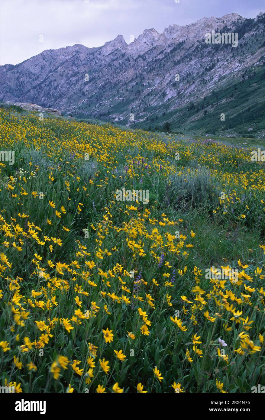 Lamoille Canyon, Lamoille Canyon National Scenic Byway, Humboldt-Toiyabe National Forest, Nevada Stock Photo