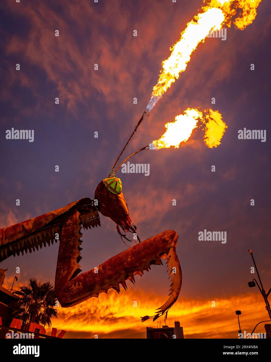 Nevada Reno Mantis Mantis life stage hi-res stock photography and images - Alamy