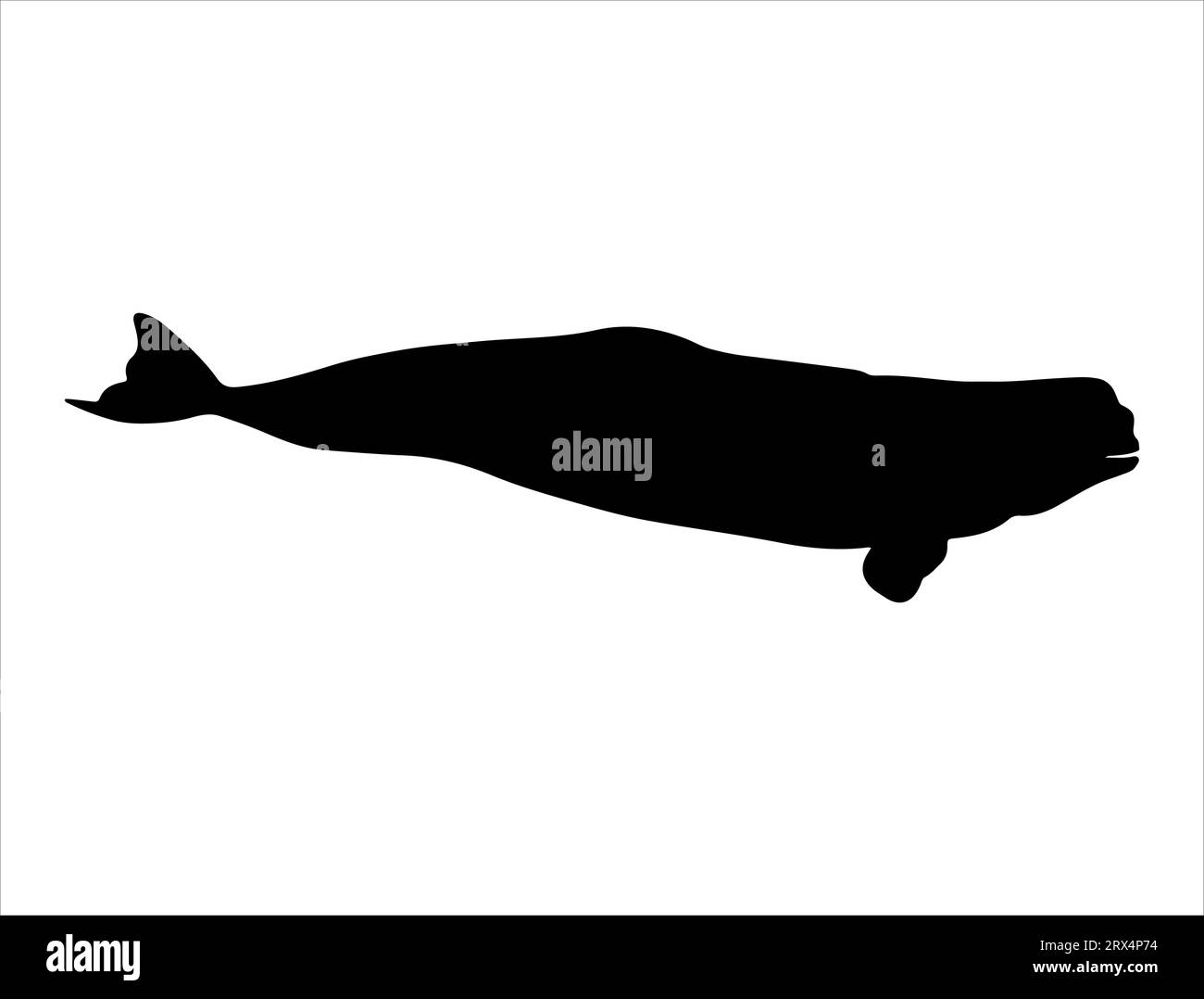 Beluga whale silhouette vector art Stock Vector