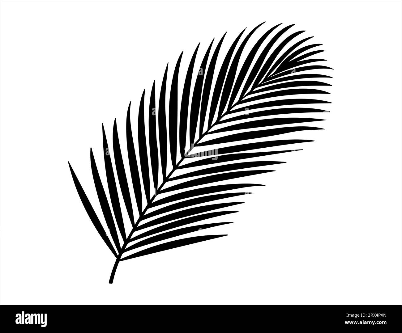 Coconut leaf silhouette vector art white background stock vector image
