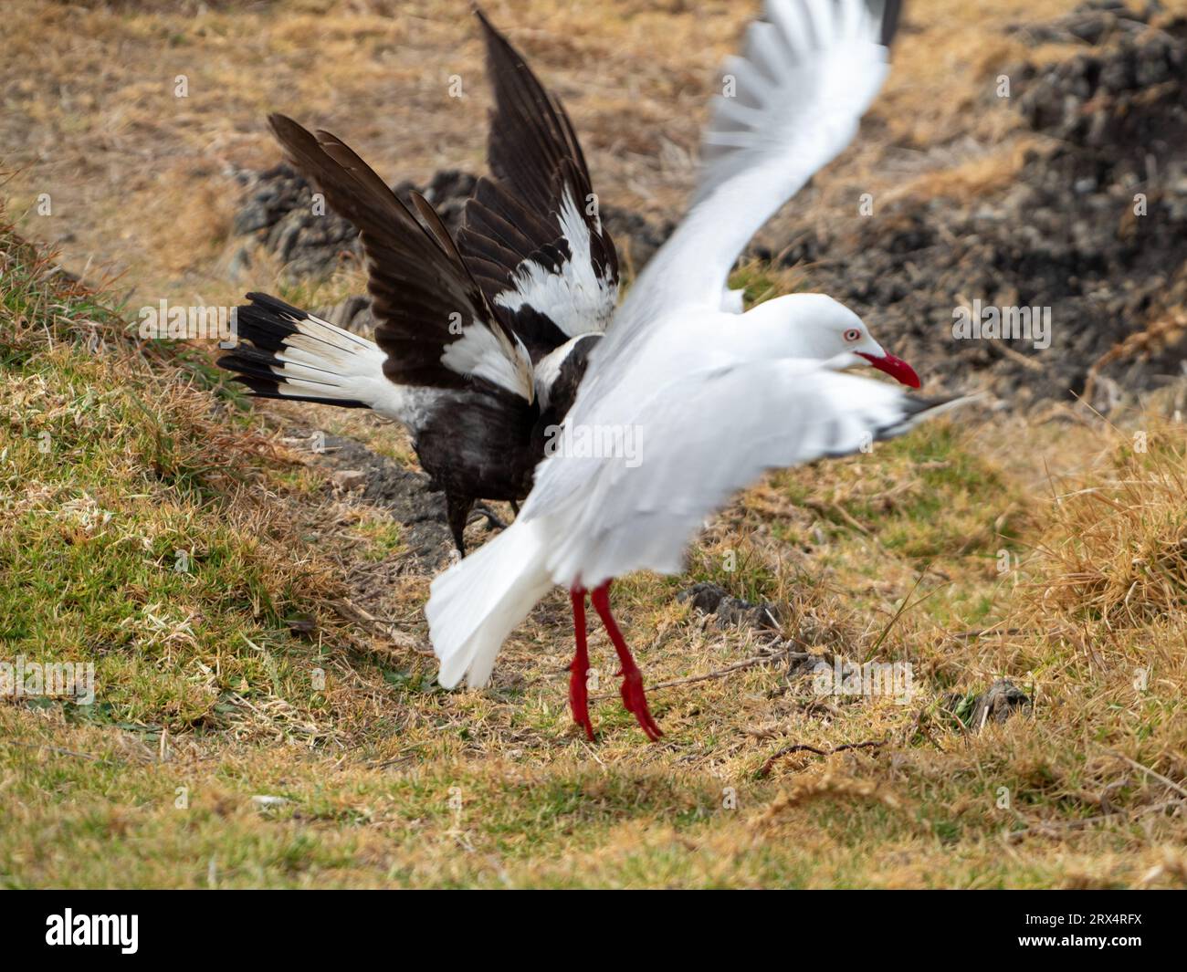 dominant-australian-magpies-attacking-a-