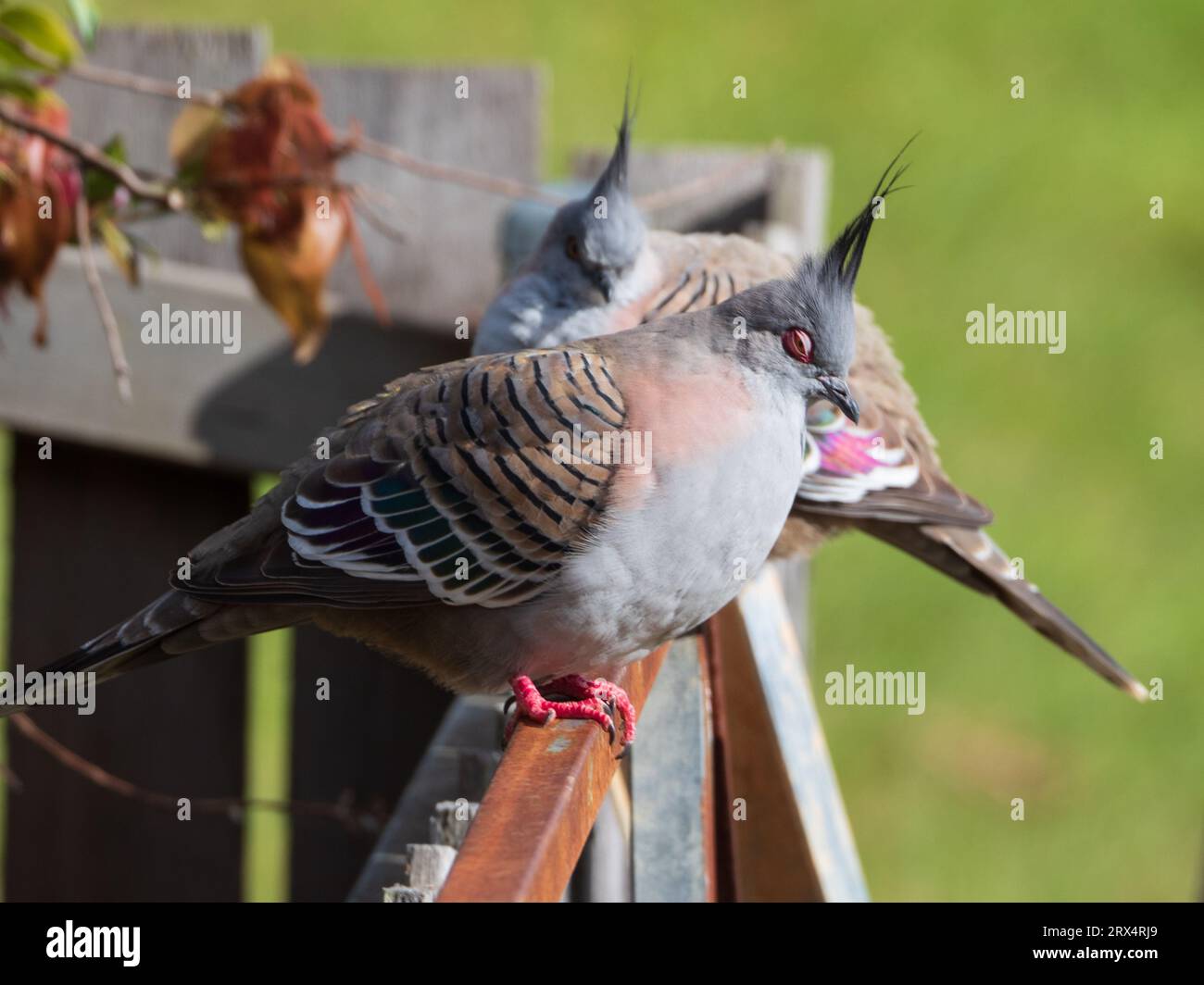 Crested or Top Knot Pigeons on a fence, one with eyes closed Stock Photo