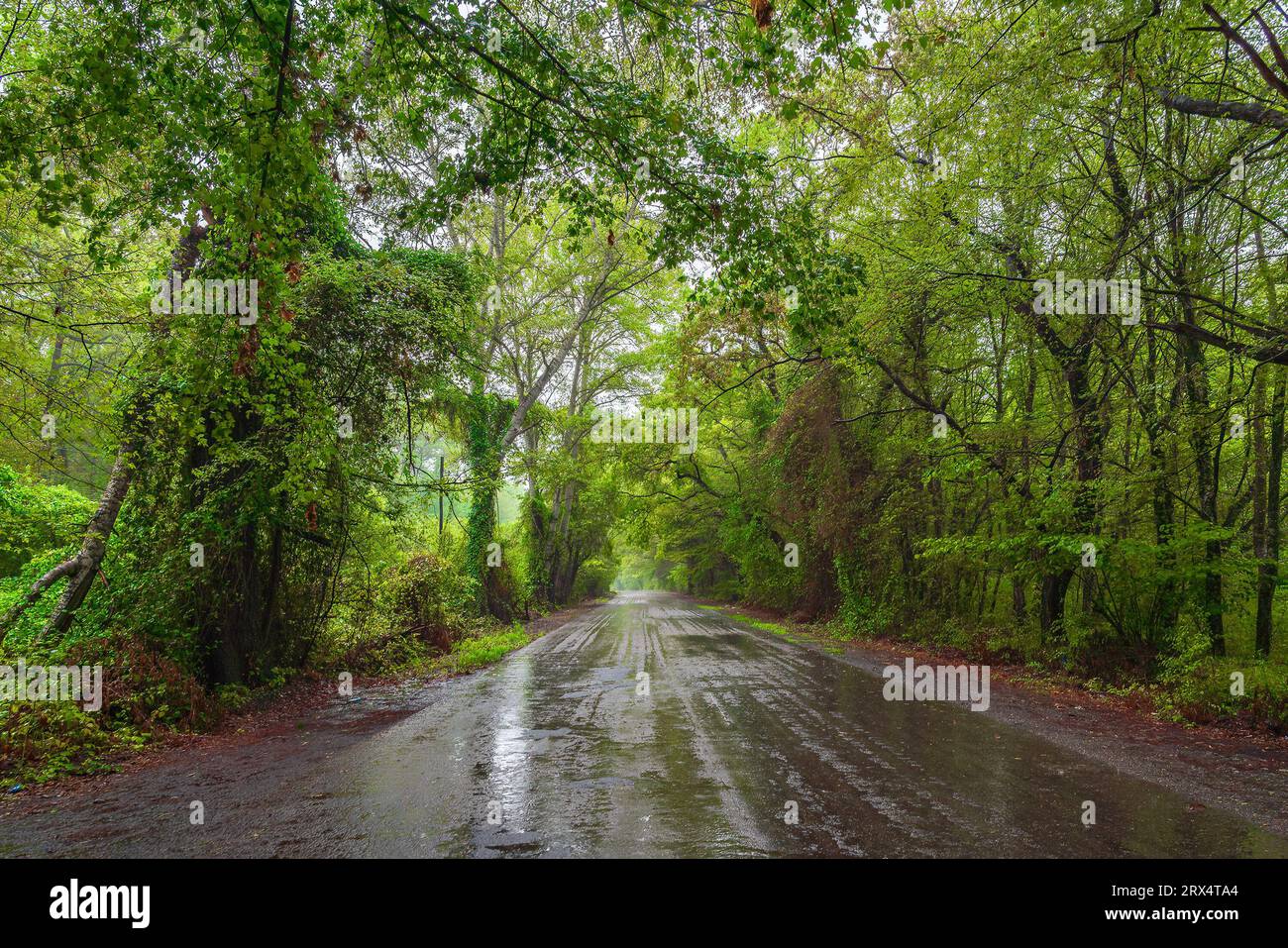 Wet asphalt road through green forest on a rainy summer day Stock Photo