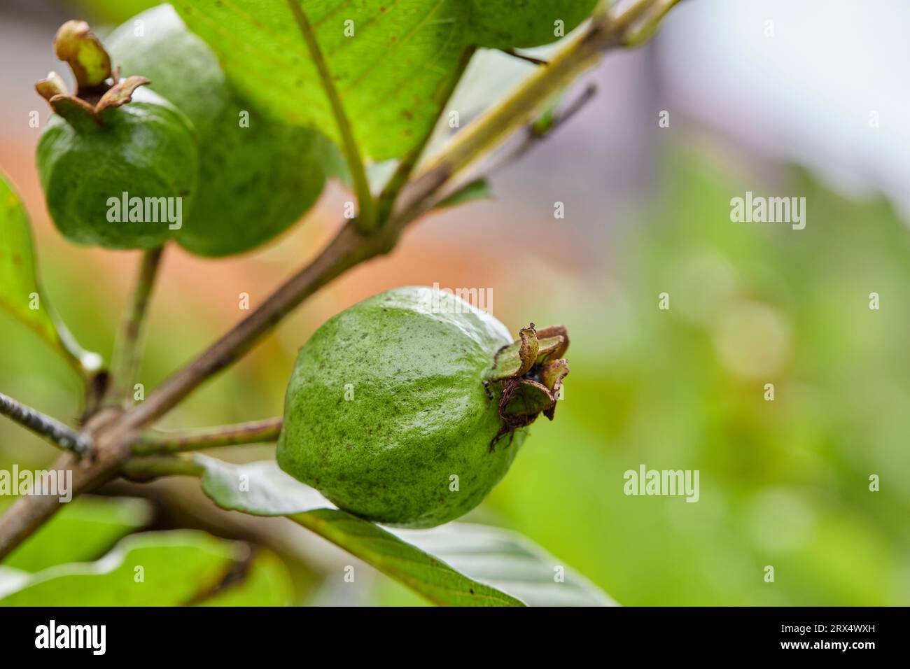 Fresh guava fruit on tree branch Stock Photo Alamy