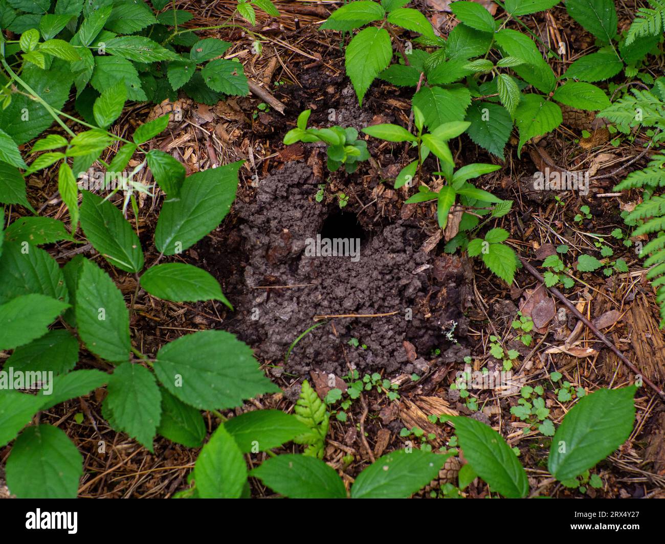 Small hole in land is wild animal. System of underground passages and