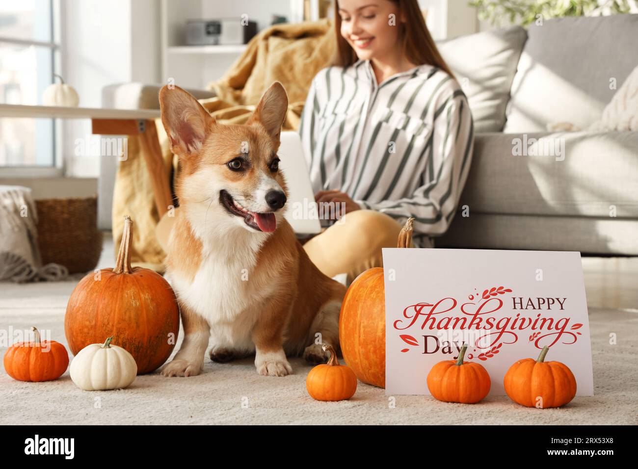 Thanksgiving corgi hotsell