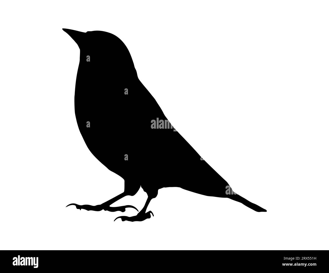 Finch bird silhouette vector art white background Stock Vector