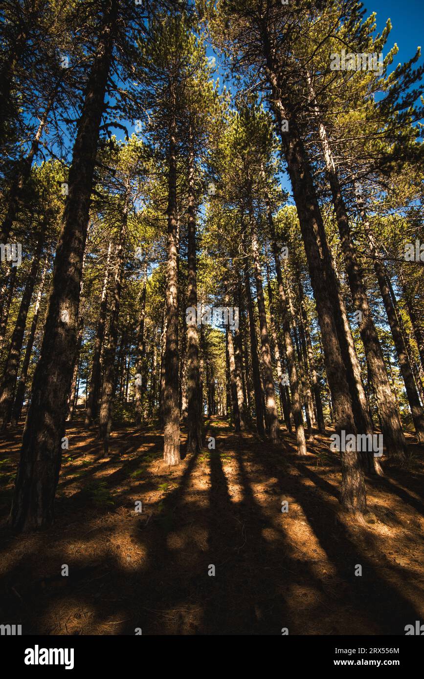 Early morning sunbeams shining through forest woodland trees. Bright day light Stock Photo