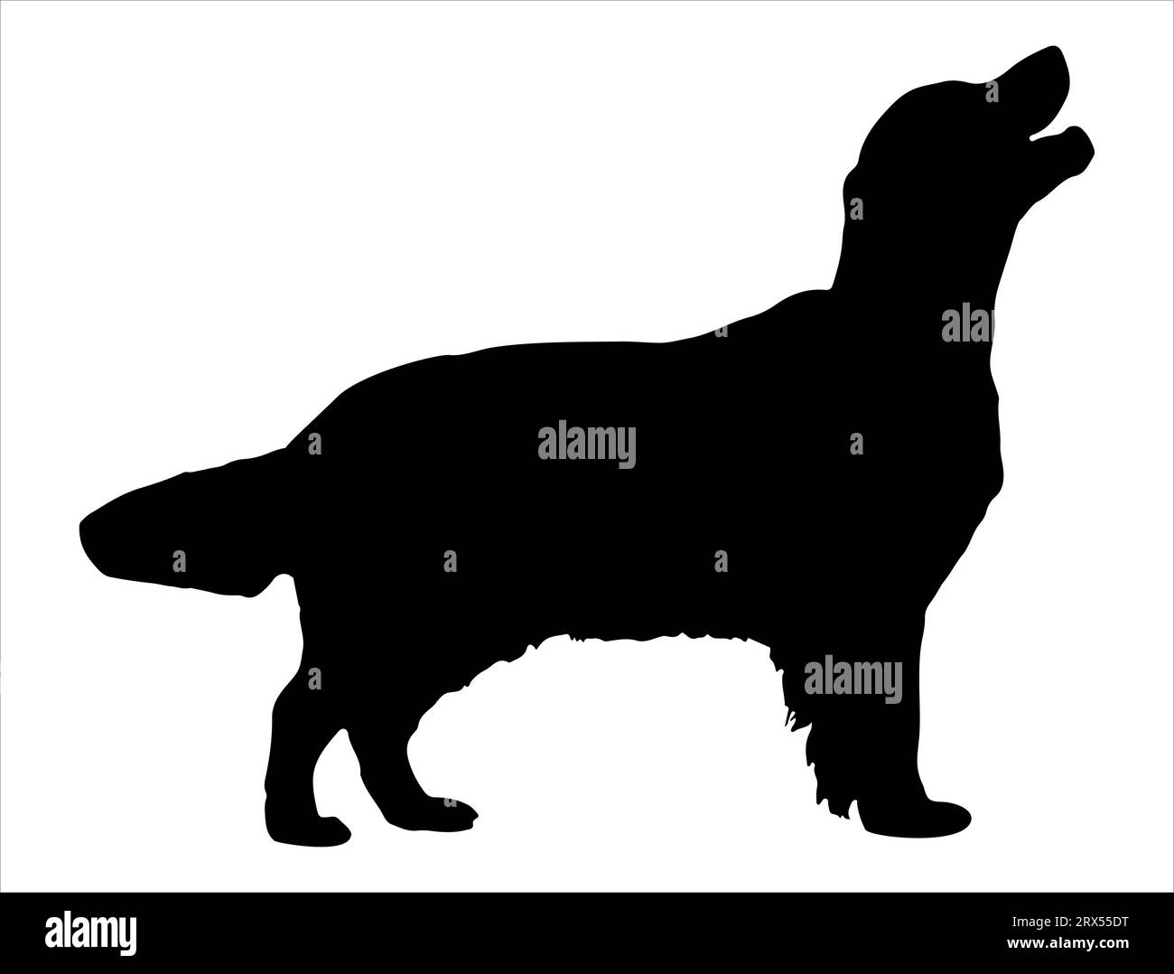 Golden retriever dog silhouette vector art white background Stock