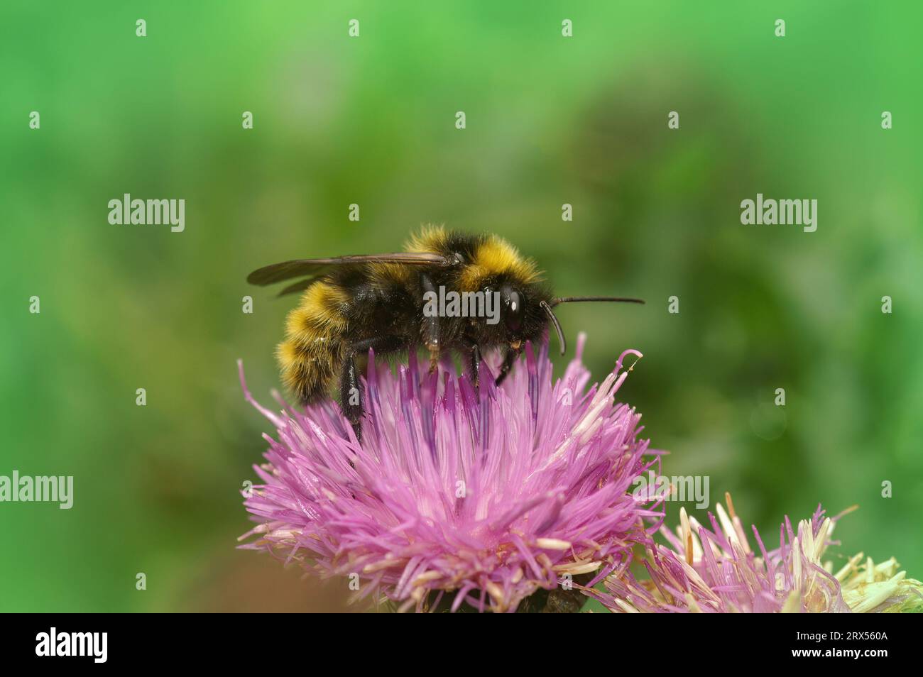 Natural closeup on a colorful male yellow and black Field cuckoo-bee or bumblebee, Bombus campestris on a purple knapweed Stock Photo