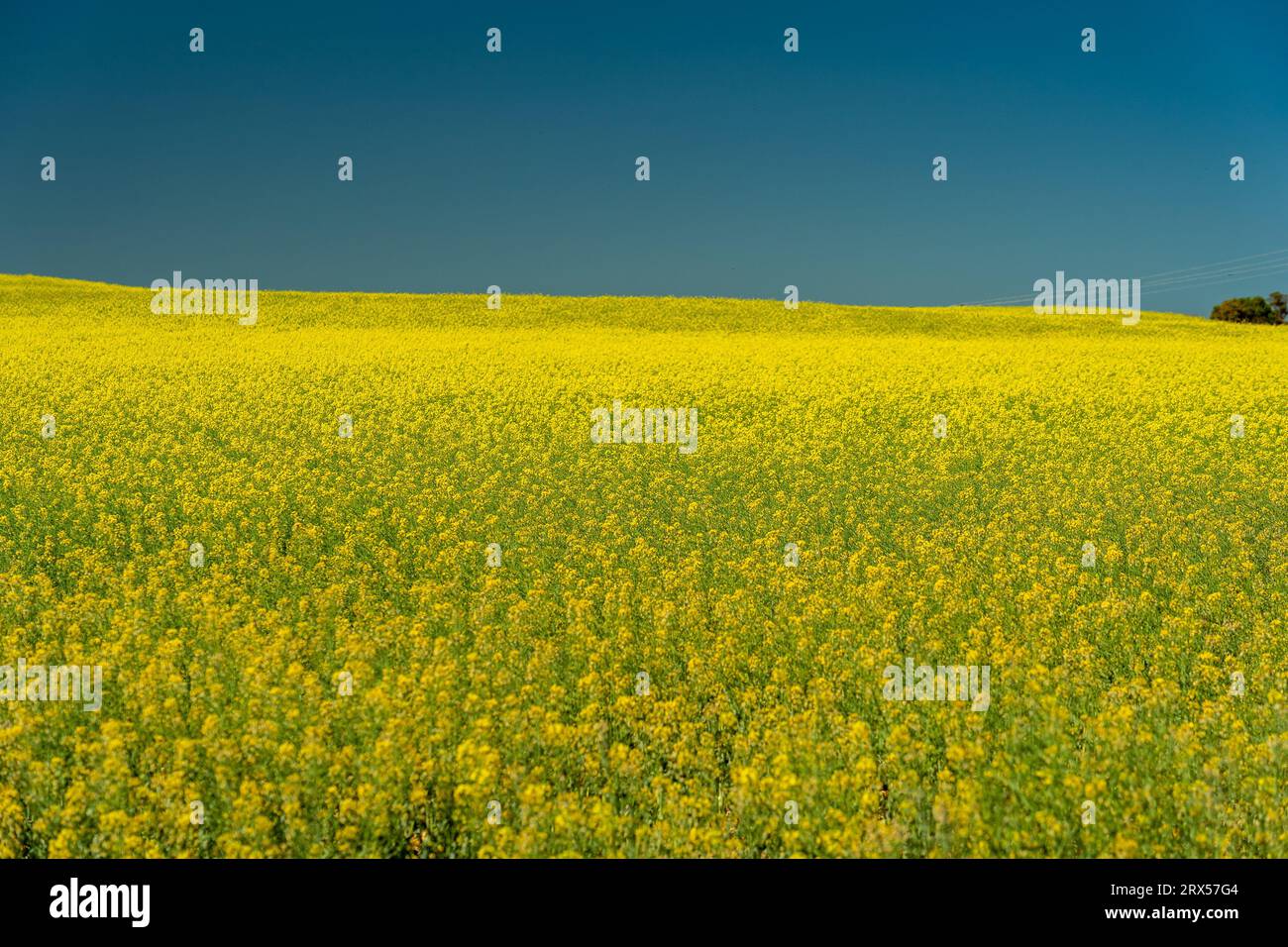 Australia rapeseed western australia hi-res stock photography and ...
