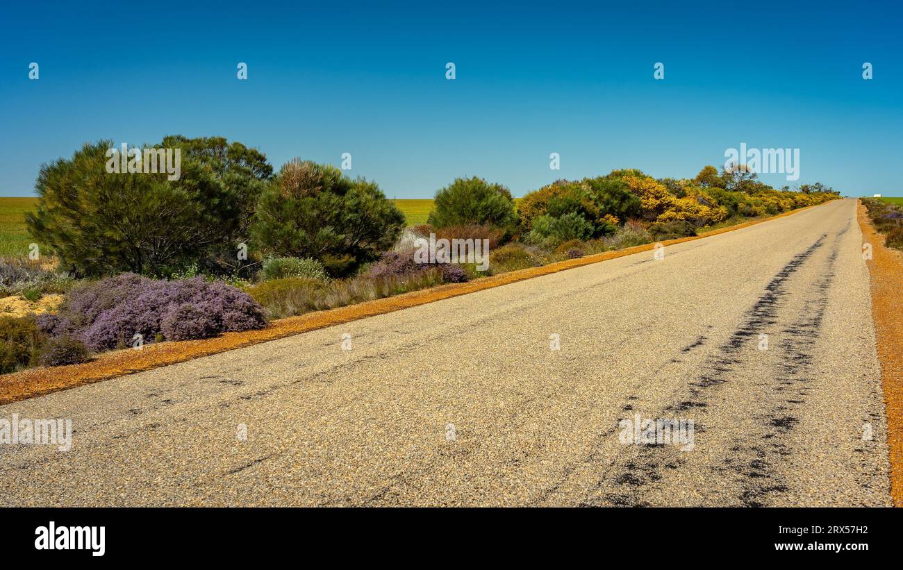 Spring wildflowers growing along the highways in rural Western ...