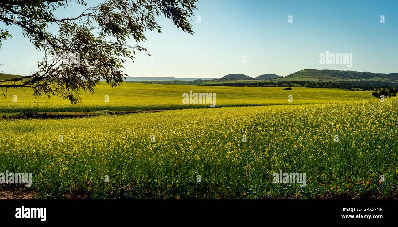 Australia rapeseed western australia hi-res stock photography and ...