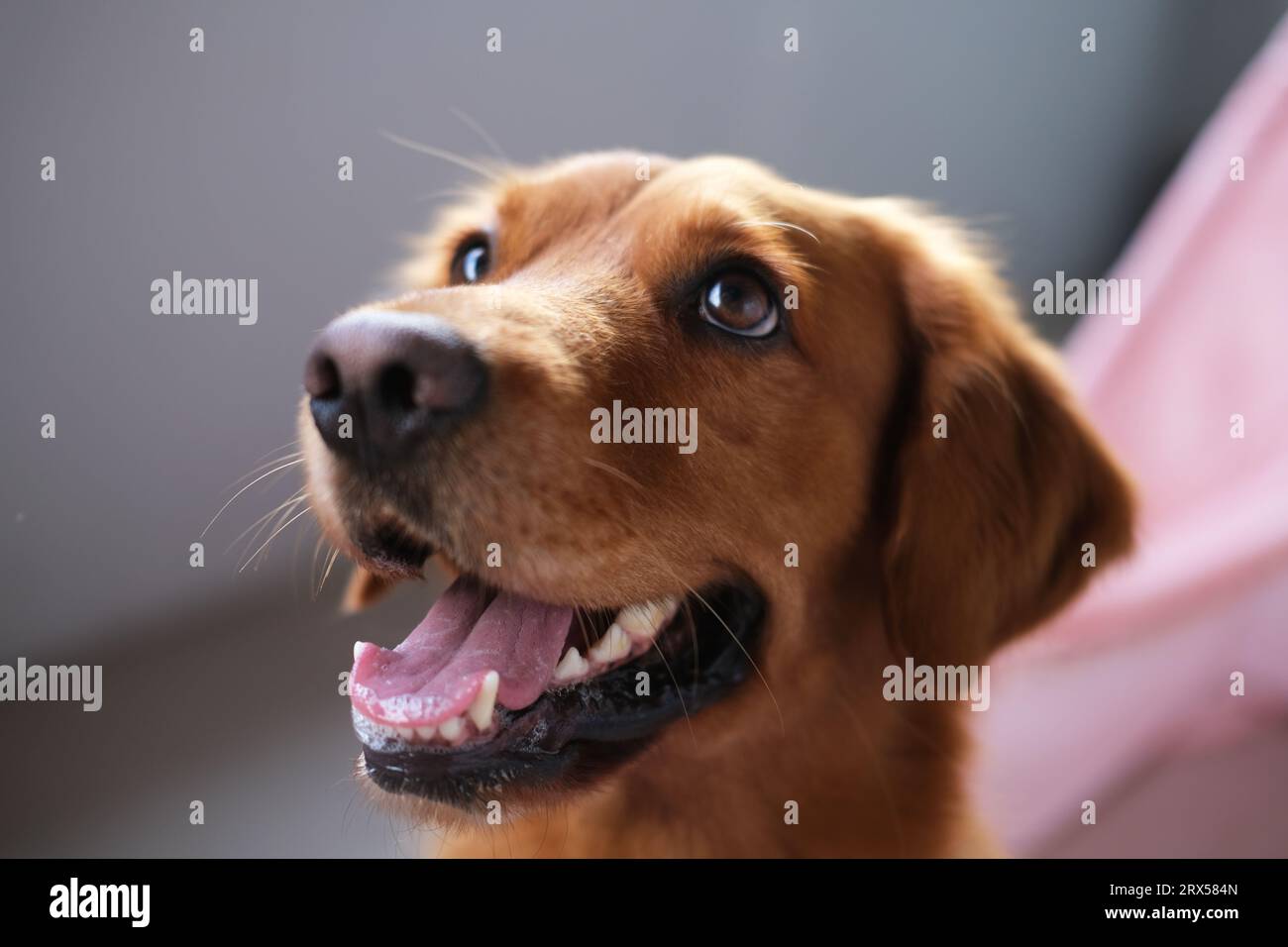 Horizontal close-up portrait of the muzzle of a dog Golden Retriever ...