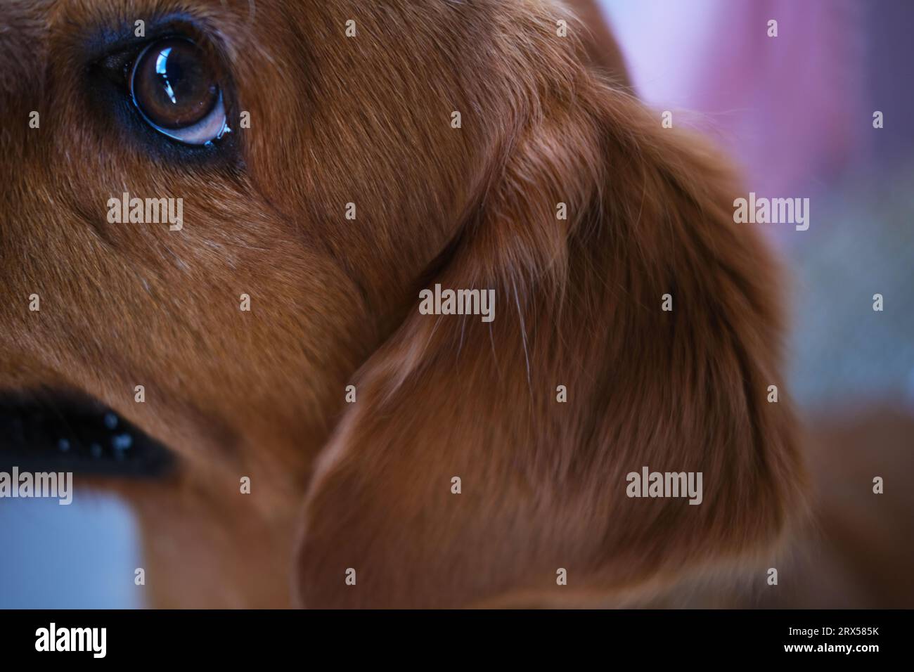 Closeup of a golden retriever dog's ear. Cleaning of ears and grooming