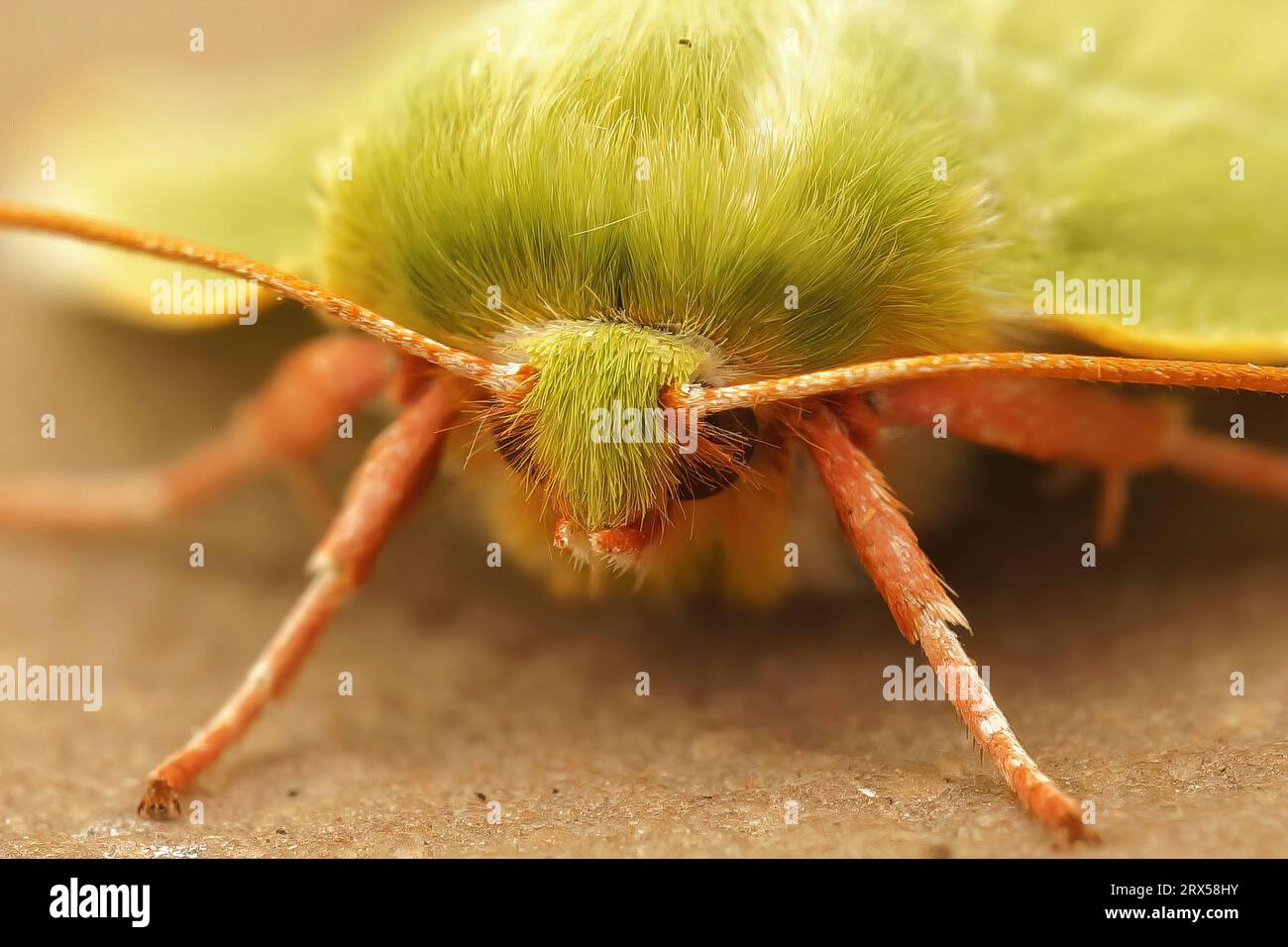Detailed facial closeup of the colorful green silver lines moth, Pseudoips prasinana on a piece of wood Stock Photo