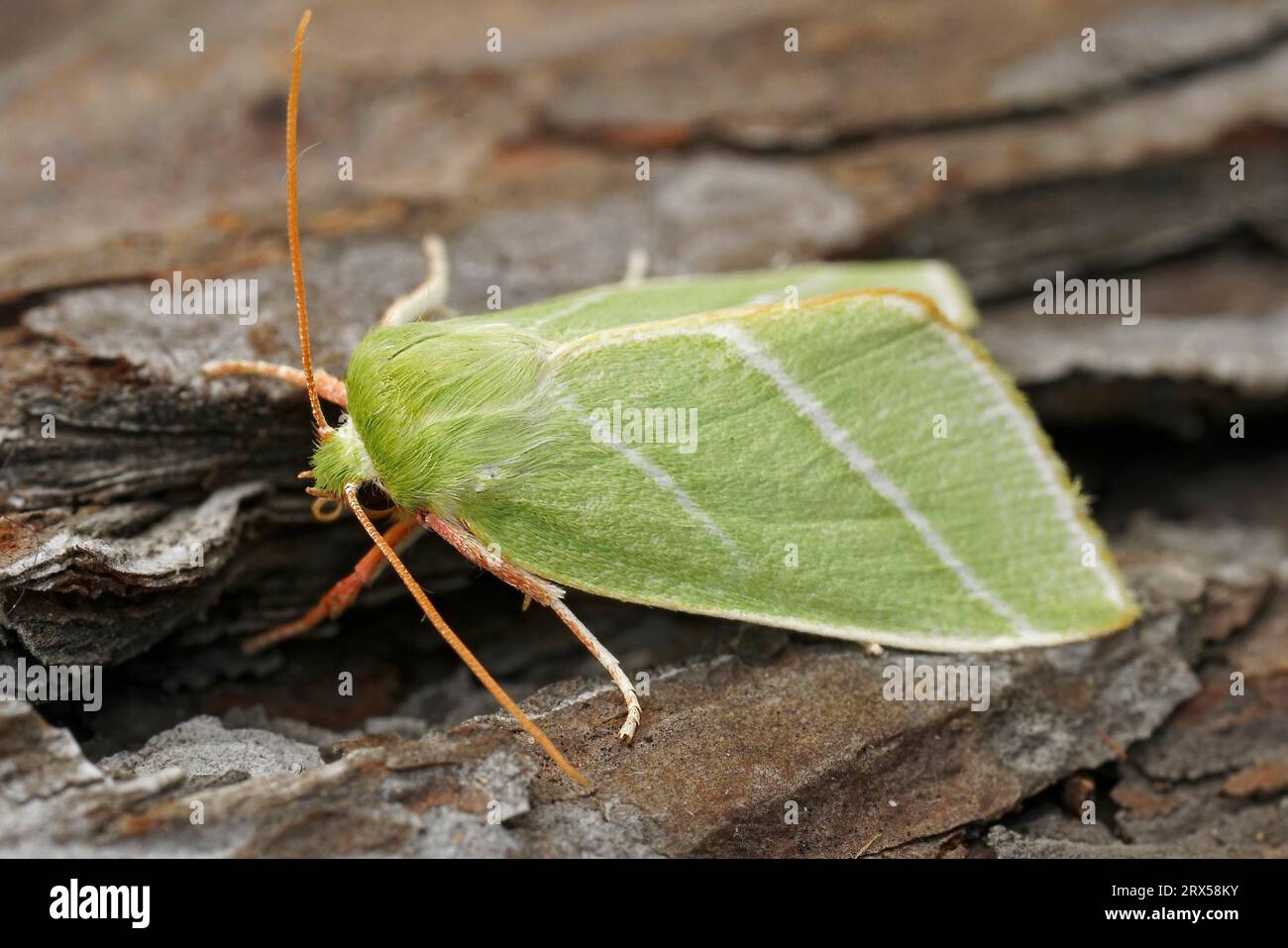 Detailed closeup of the colorful green silver lines moth, Pseudoips prasinana on a piece of wood Stock Photo