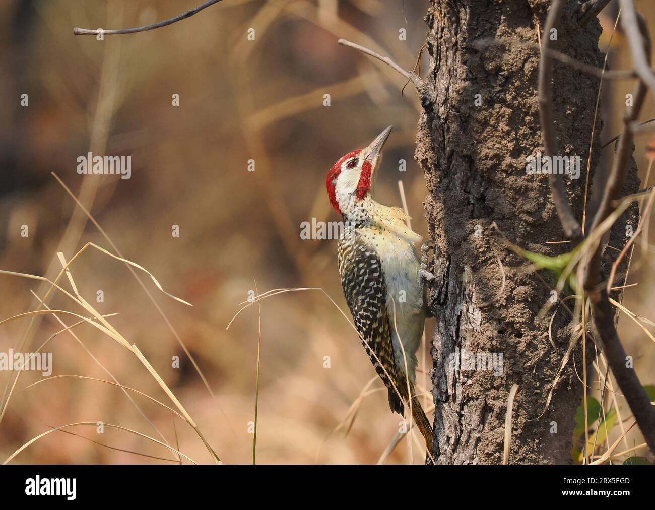 Bennett's woodpeckers feed in trees or on the ground for ants and termites. Stock Photo