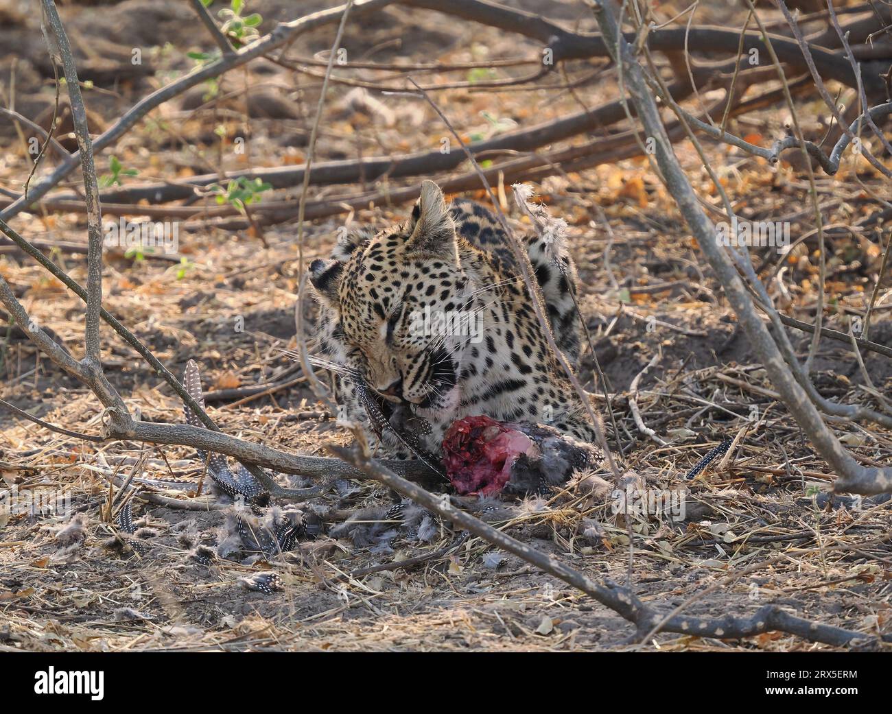 Leopards In Environment Leopards are solitary hunters using stealth and their environment to be ...