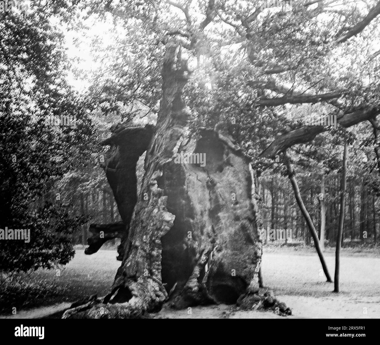 The Shambles Oak, Sherwood Forest, Victorian period Stock Photo Alamy