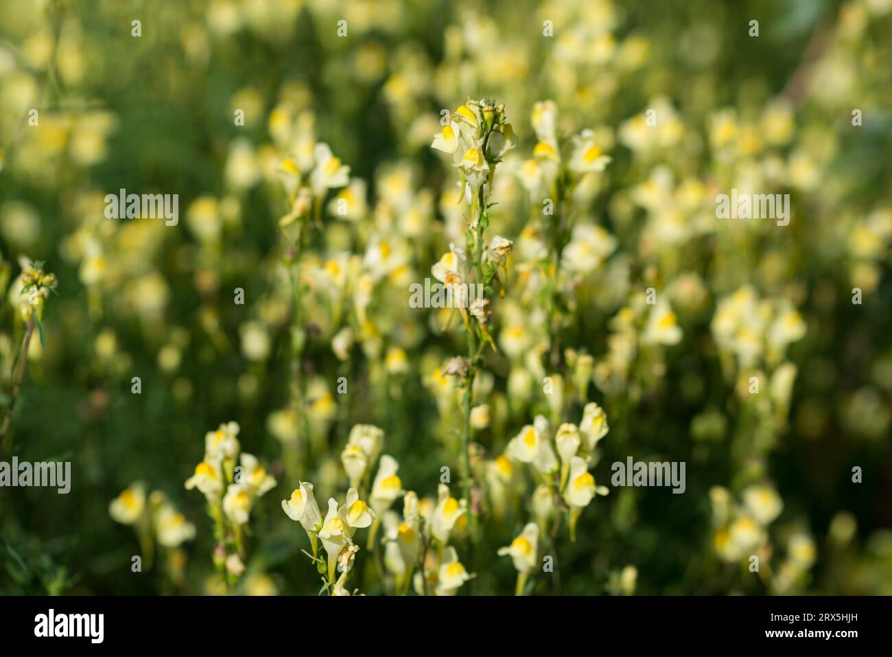 Linaria vulgaris, common toadflax yellow flowers closeup selective focus Stock Photo