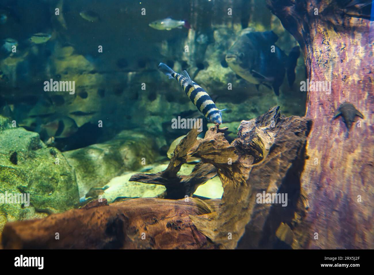headstander, Leporinus affinis, is a species of Leporinus widely found in the Amazon River basin in South America. Stock Photo