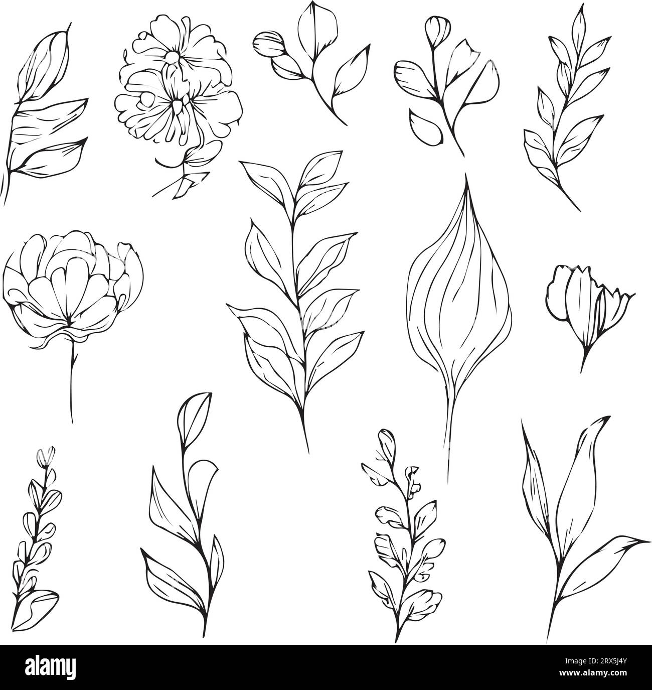 Botanical art prints hi-res stock photography and images - Alamy