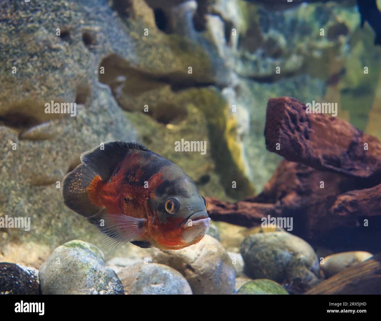 The oscar is a species of fish from the cichlid family known under a variety of common names, including tiger oscar, velvet cichlid, and marble cichli Stock Photo