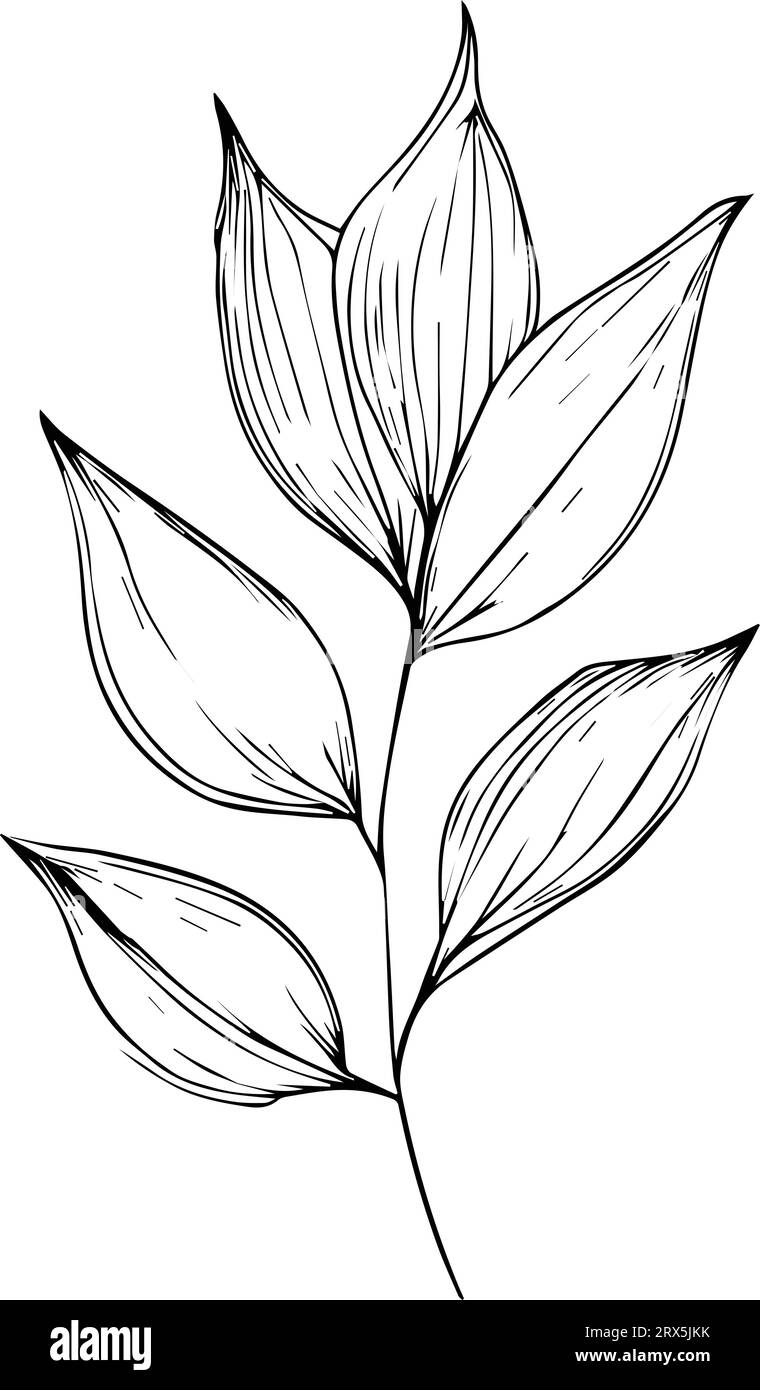 hand drawn botanical spring elements line art, botanical illustration