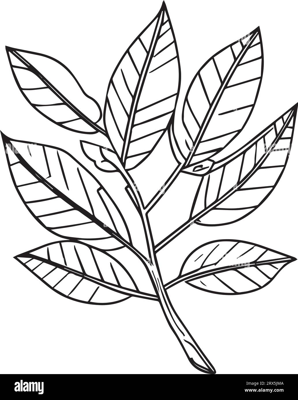 hand drawn botanical spring elements line art, botanical illustration