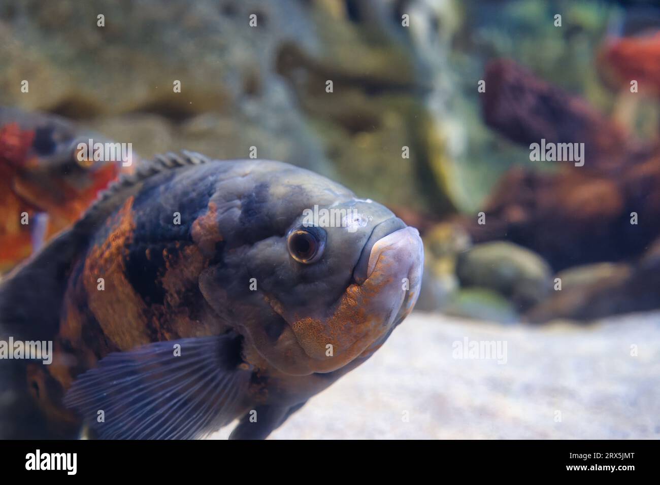 The oscar is a species of fish from the cichlid family known under a variety of common names, including tiger oscar, velvet cichlid, and marble cichli Stock Photo