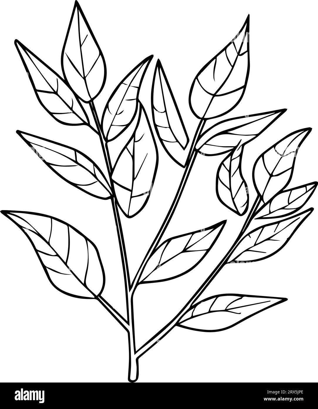 botanical vector, botanical background with natural leaf collection