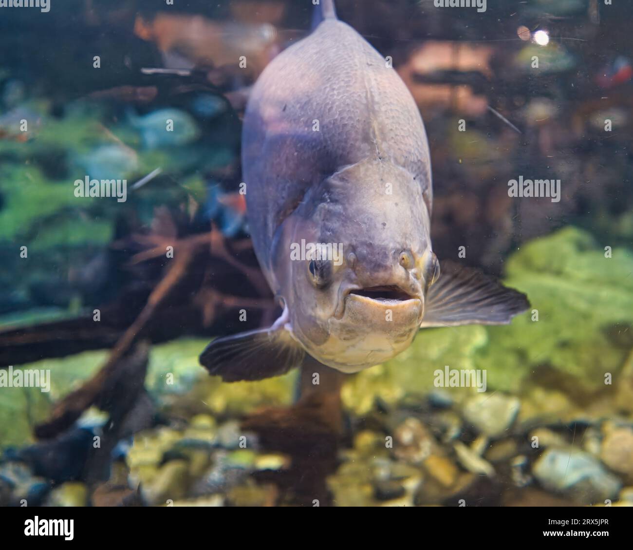 The Black Pacu (Colossoma macropomum) also known to tropical fish keeping, The tambaqui is a large species of freshwater fish in the family Serrasalmi Stock Photo
