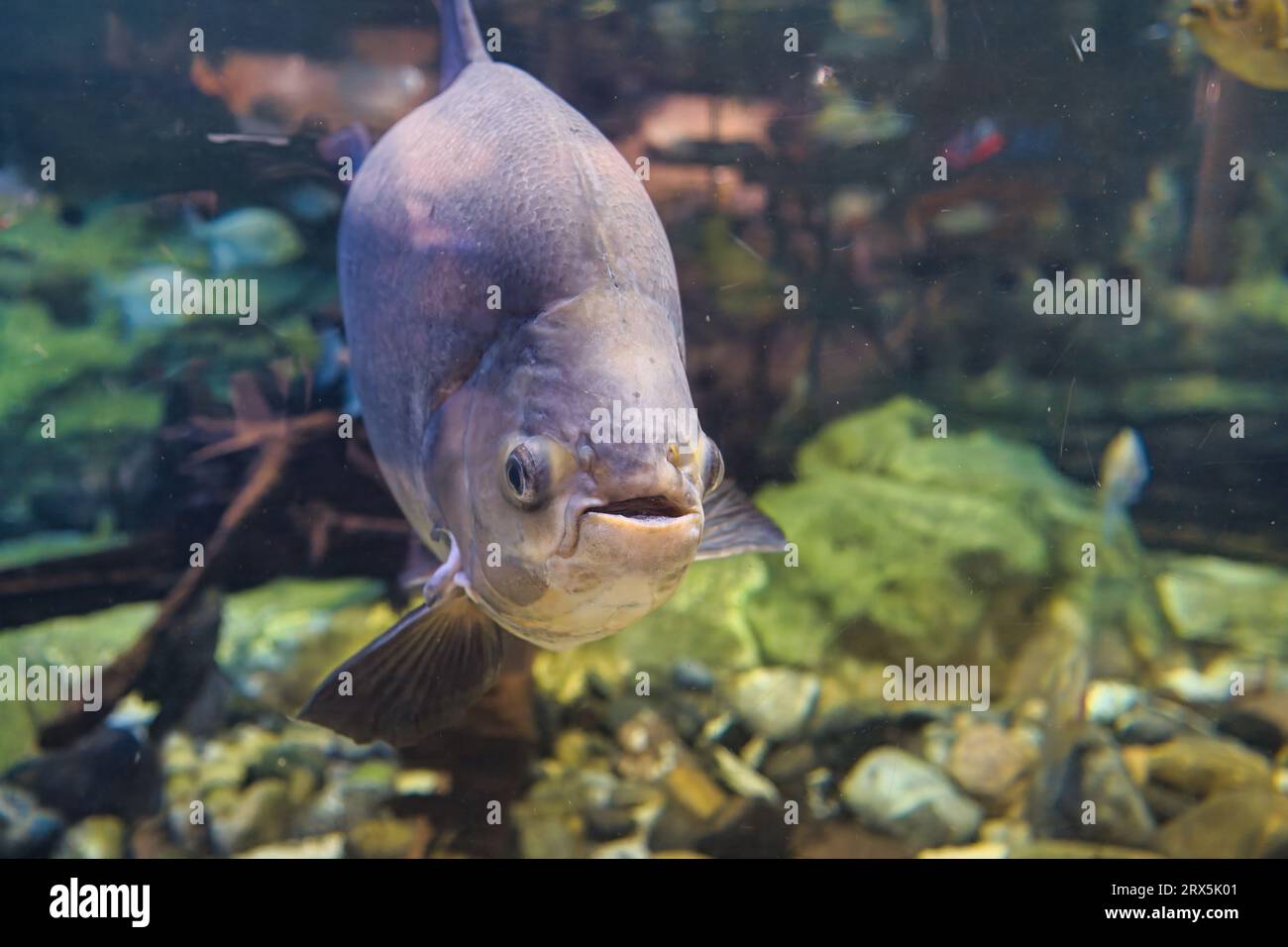 The Black Pacu (Colossoma macropomum) also known to tropical fish keeping, The tambaqui is a large species of freshwater fish in the family Serrasalmi Stock Photo