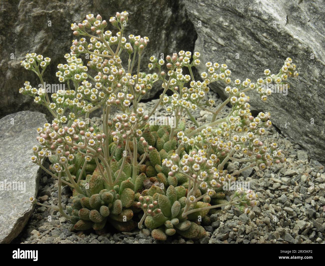 Crassula ausensis v. titanopsis Stock Photo - Alamy