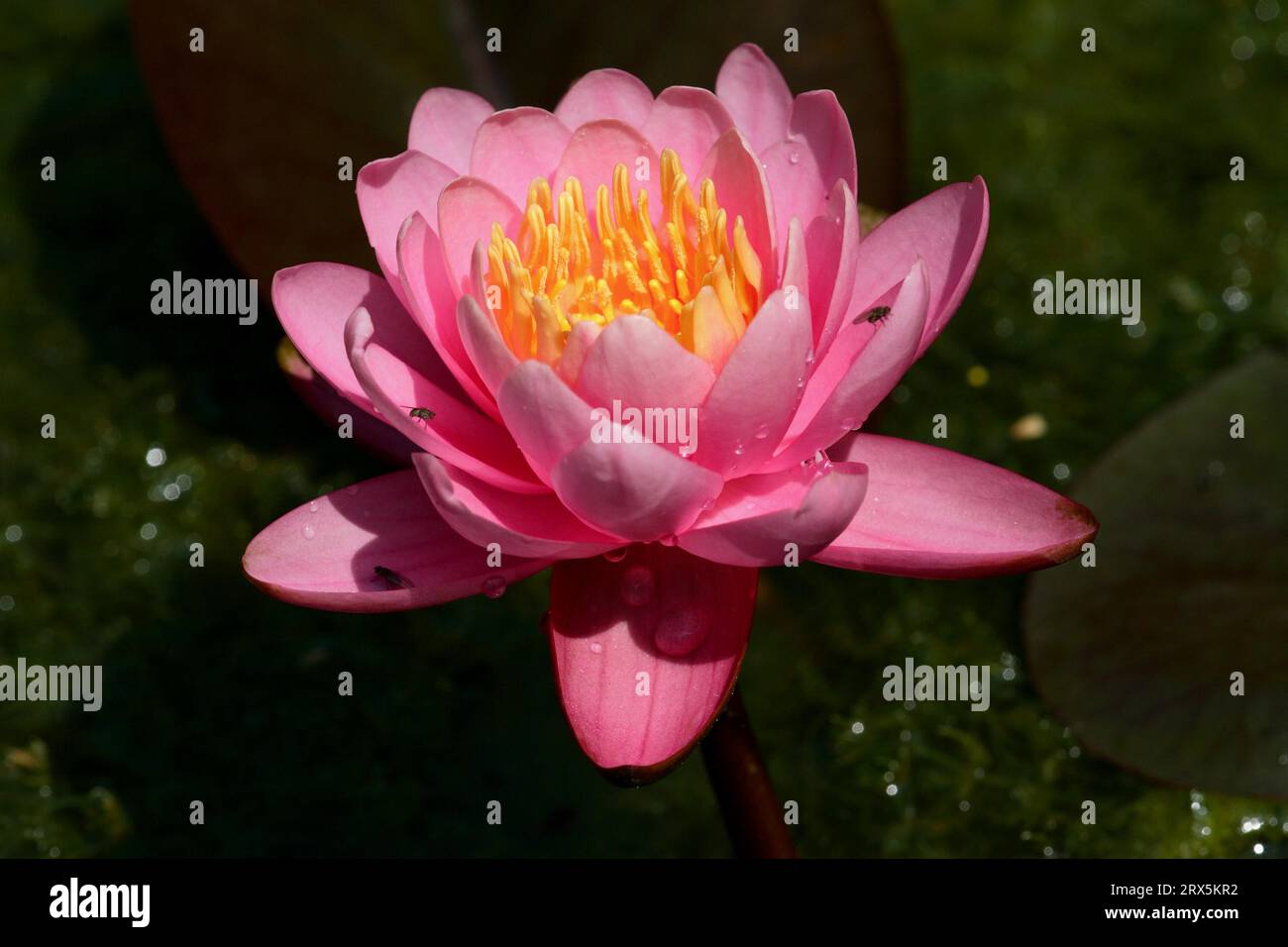 Red water lily (Nymphaea) spc Stock Photo
