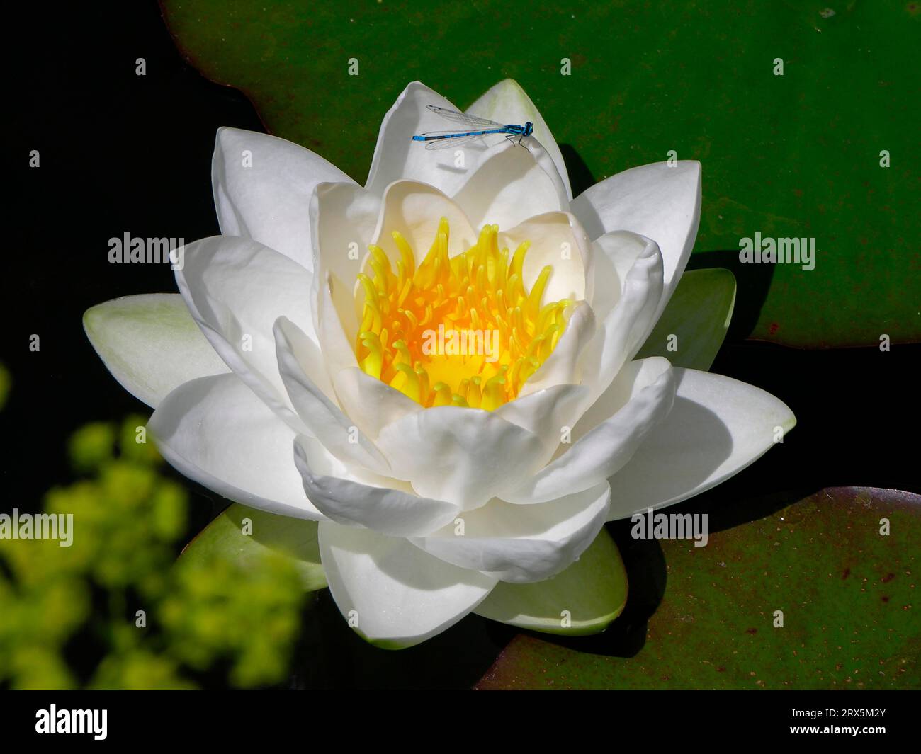 Hybrid Gladstoniana Water Lily (Nymphaea) Stock Photo