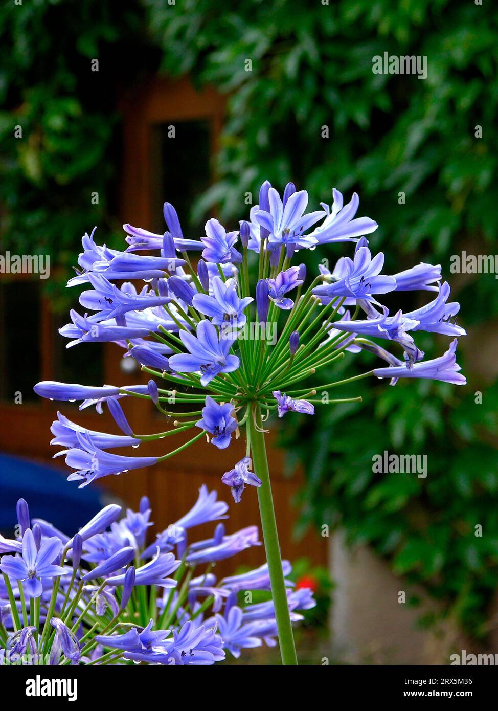 Agave amica hi-res stock photography and images - Alamy