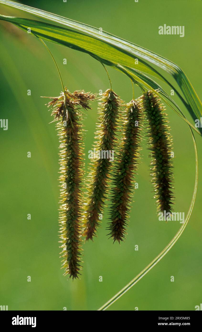 Cyprus grass sedge (Carex bohemica) Carex pseudocyperus, Cyprus grass harrow Carex pseudocyperus, cyprus grass sedge Stock Photo