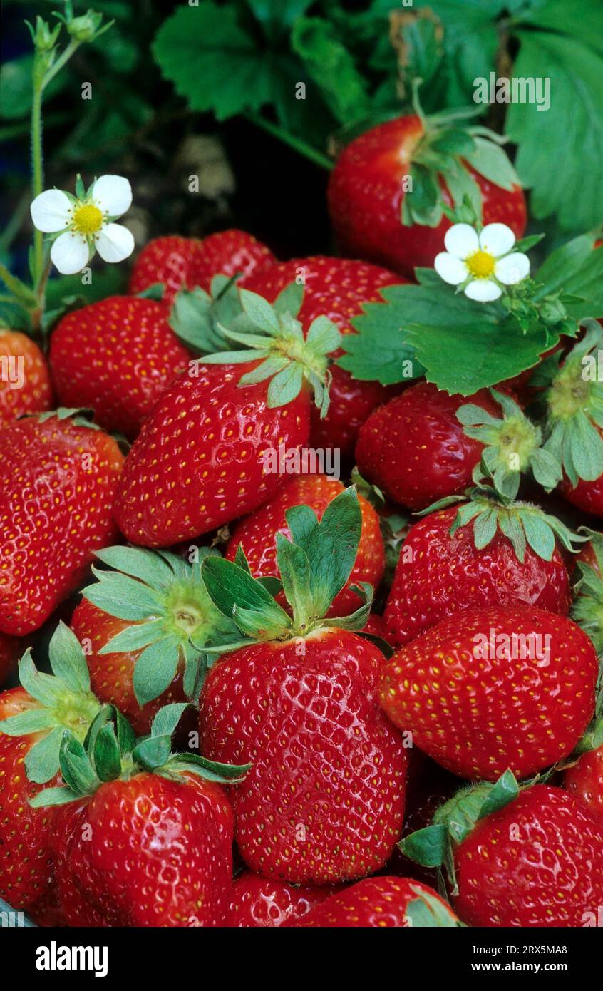 Bloom Straberrry Fresh strawberry (Fragaria x ananassa) fruit and bloom, garden ...