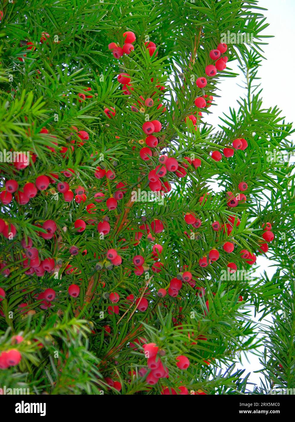 English yew (Taxus baccata) Stock Photo