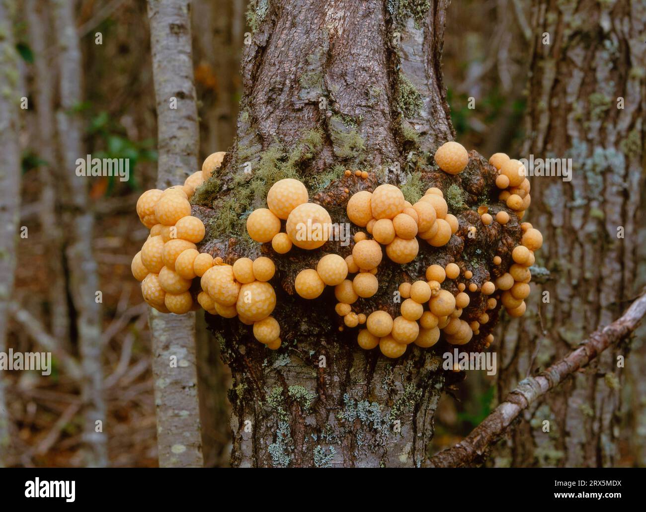 Fuego Tree Typical mushrooms on a tree, National Park, de Terra del Fuego, Tierra ...