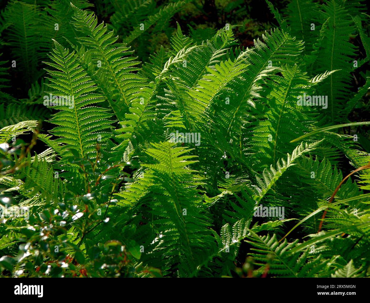 Fern in the garden, long beech fern (Phegopteris connectilis) Stock Photo