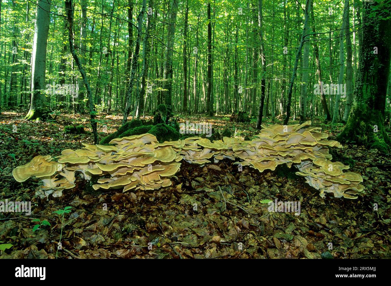 Giant Polycore Giant Polypore or Black-staining Polypore (Meripilus giganteus Stock ...