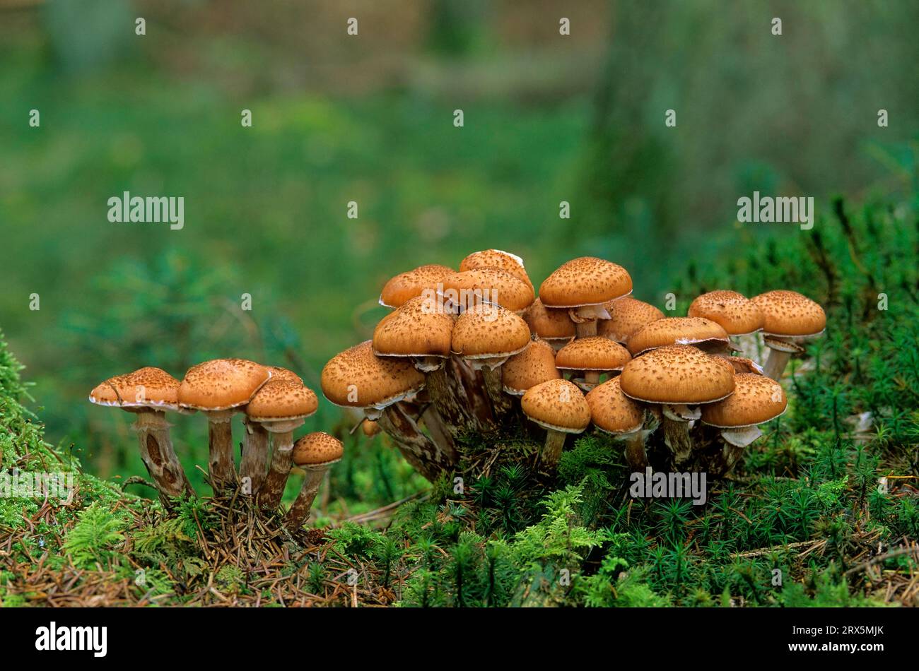 Hallimasch fungi on a tree trunk, honey fungus (Armillaria mellea), common Hallimasch Halamarsch or Halawatsch Stock Photo