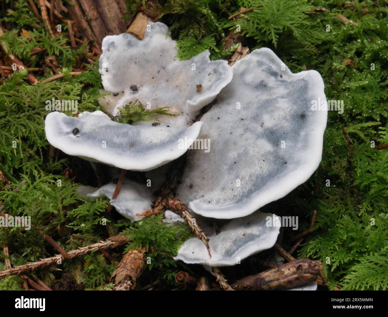 Tyromyces caesius, blue sap porling Wollmetshofen, Swabia Stock Photo