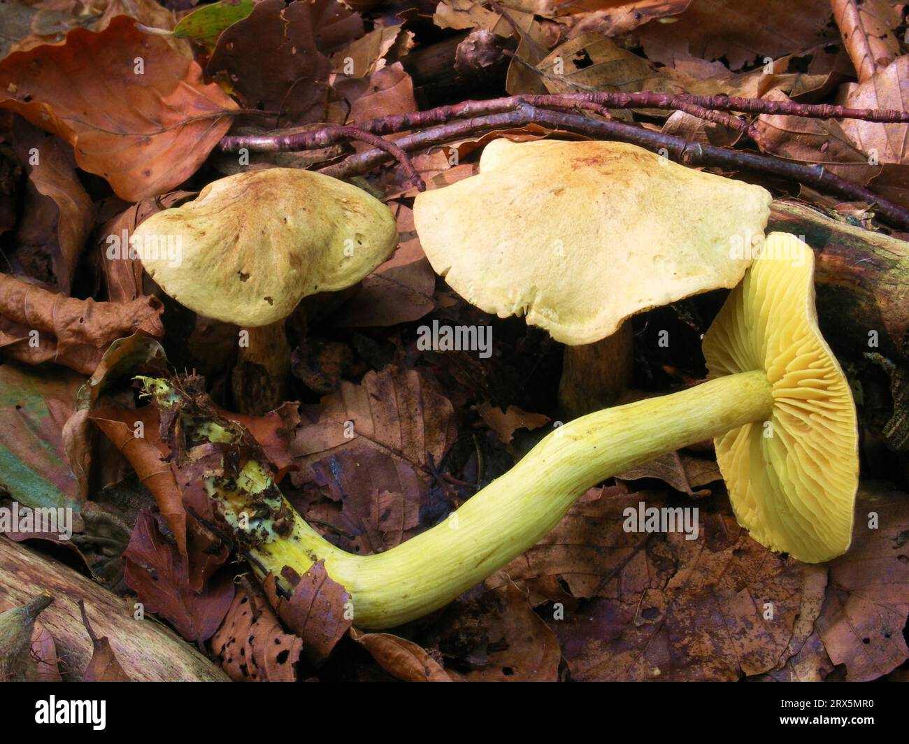 Tricholoma sulphureum, Sulphur Knightling Waldberg, Swabia Stock Photo