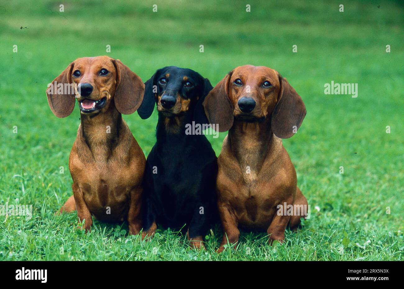 Short haired dachshunds hi res stock photography and images Page