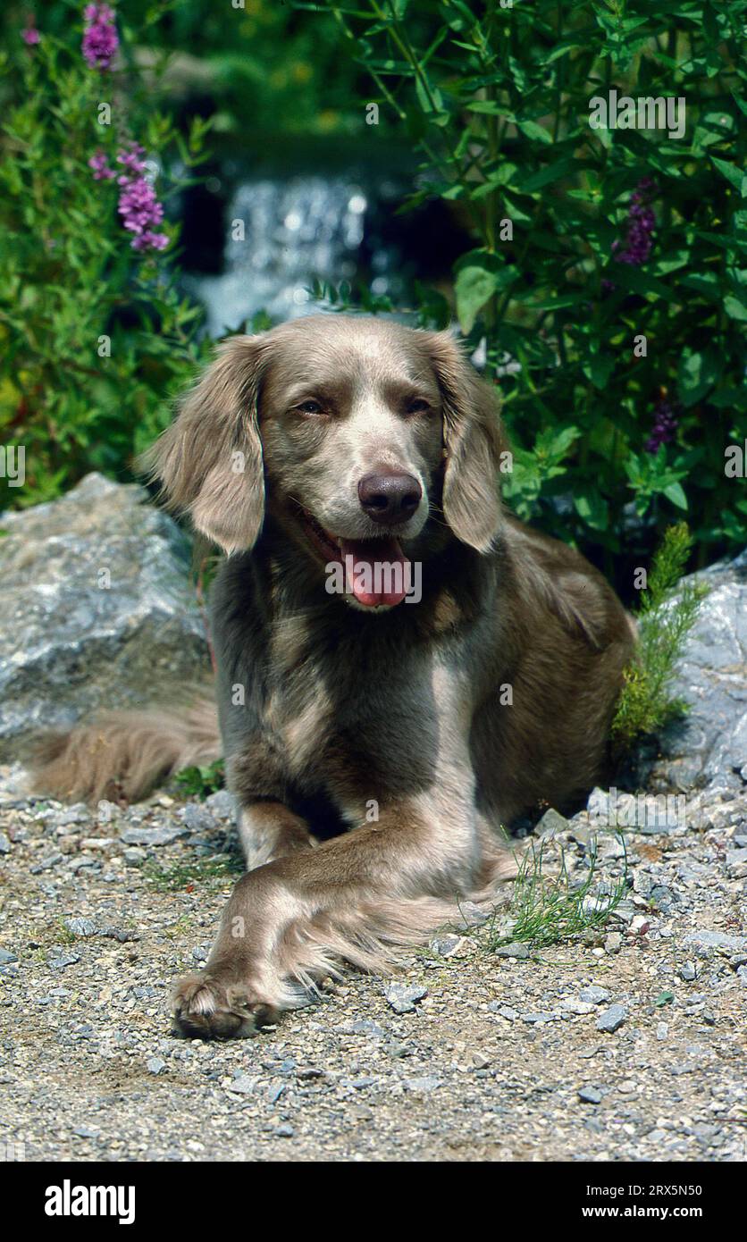 European long cheap haired weimaraner